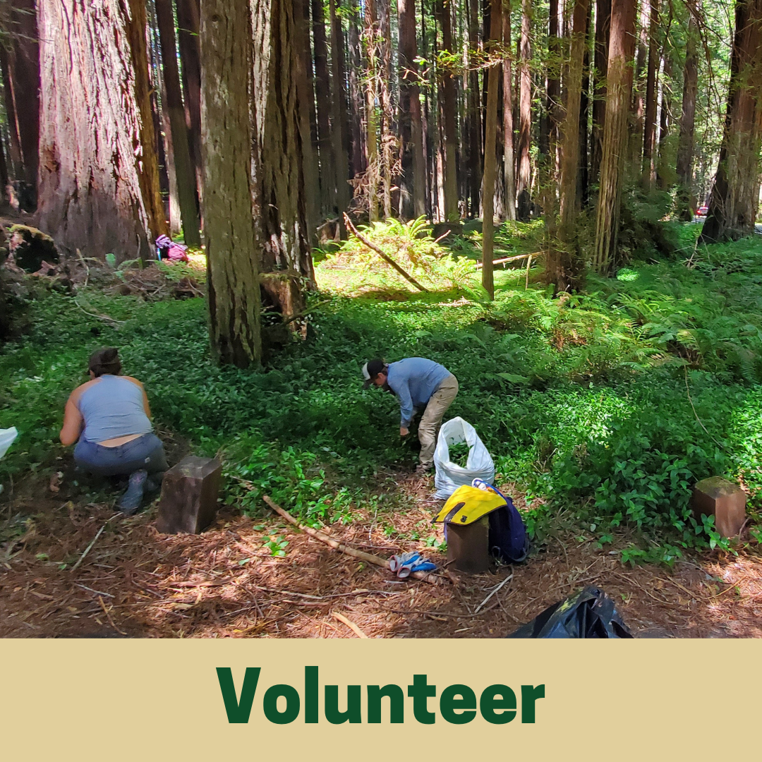 Volunteer